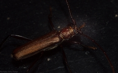 Xystrocera virescens