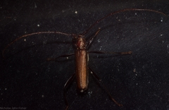 Xystrocera virescens