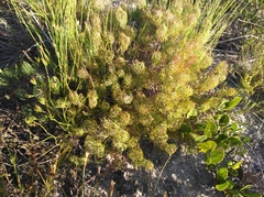 Serruria inconspicua