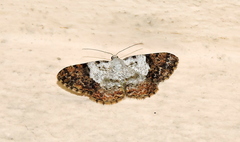 Psilalcis albibasis