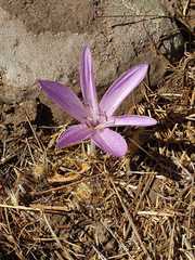 Colchicum feinbruniae