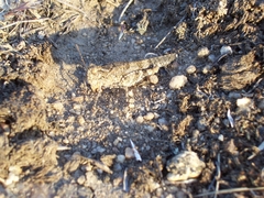 Trimerotropis occidentalis