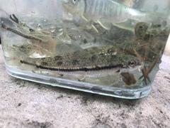 Microphysogobio alticorpus