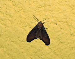 Stictopterinae