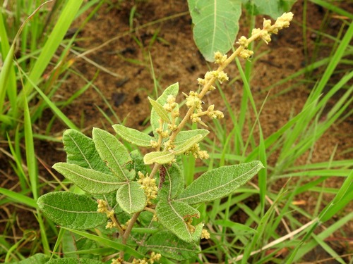 Searsia kirkii