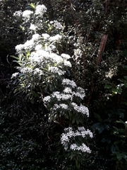 Brachyglottis kirkii