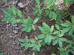 Cornus capitata