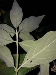 Cornus capitata