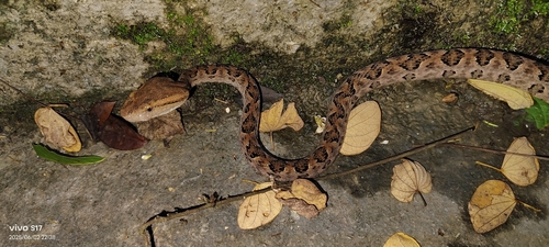 Brown spotted pitviper