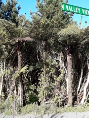 Cyathea cunninghamii