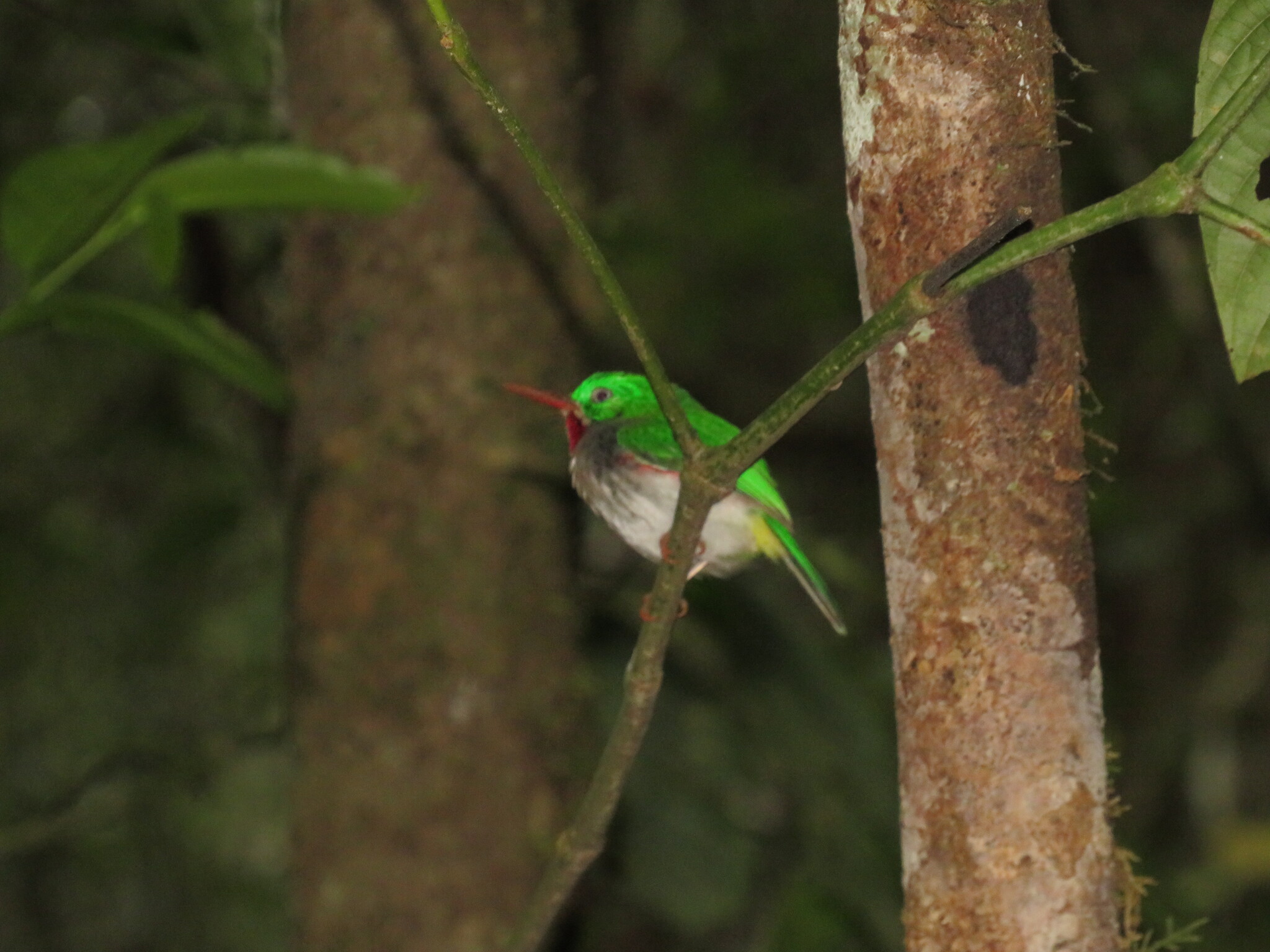 Narrow-billed Tody (Todus angustirostris), photo 6