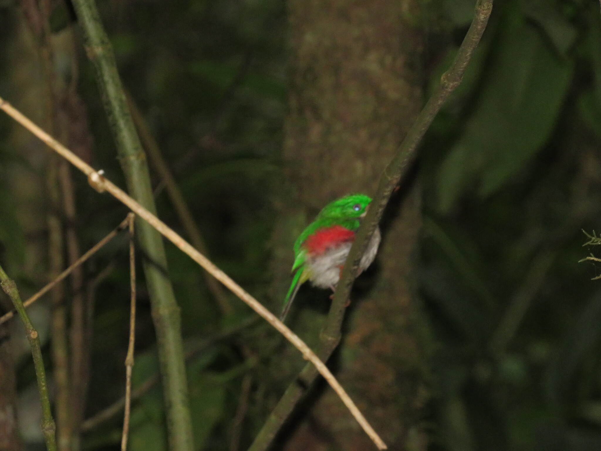 Narrow-billed Tody (Todus angustirostris), photo 7