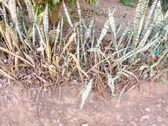Sansevieria trifasciata