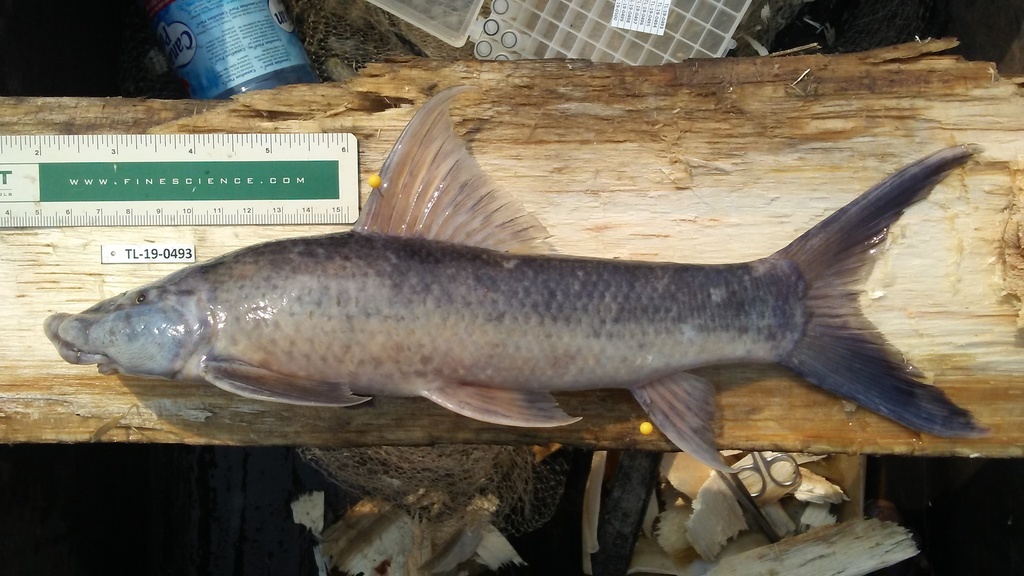 Pointed labeo (Labeo sorex) — Cyprinidae