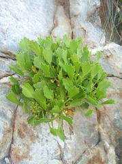 Centella triloba
