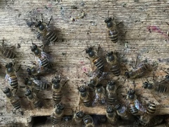 Apis cerana japonica