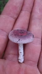 Russula mariae