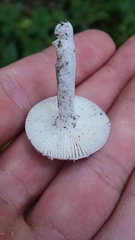 Russula mariae