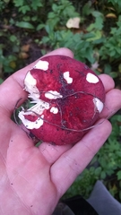 Russula pseudolepida