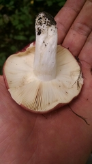 Russula pseudolepida
