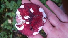 Russula pseudolepida