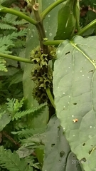 Paraphlomis javanica