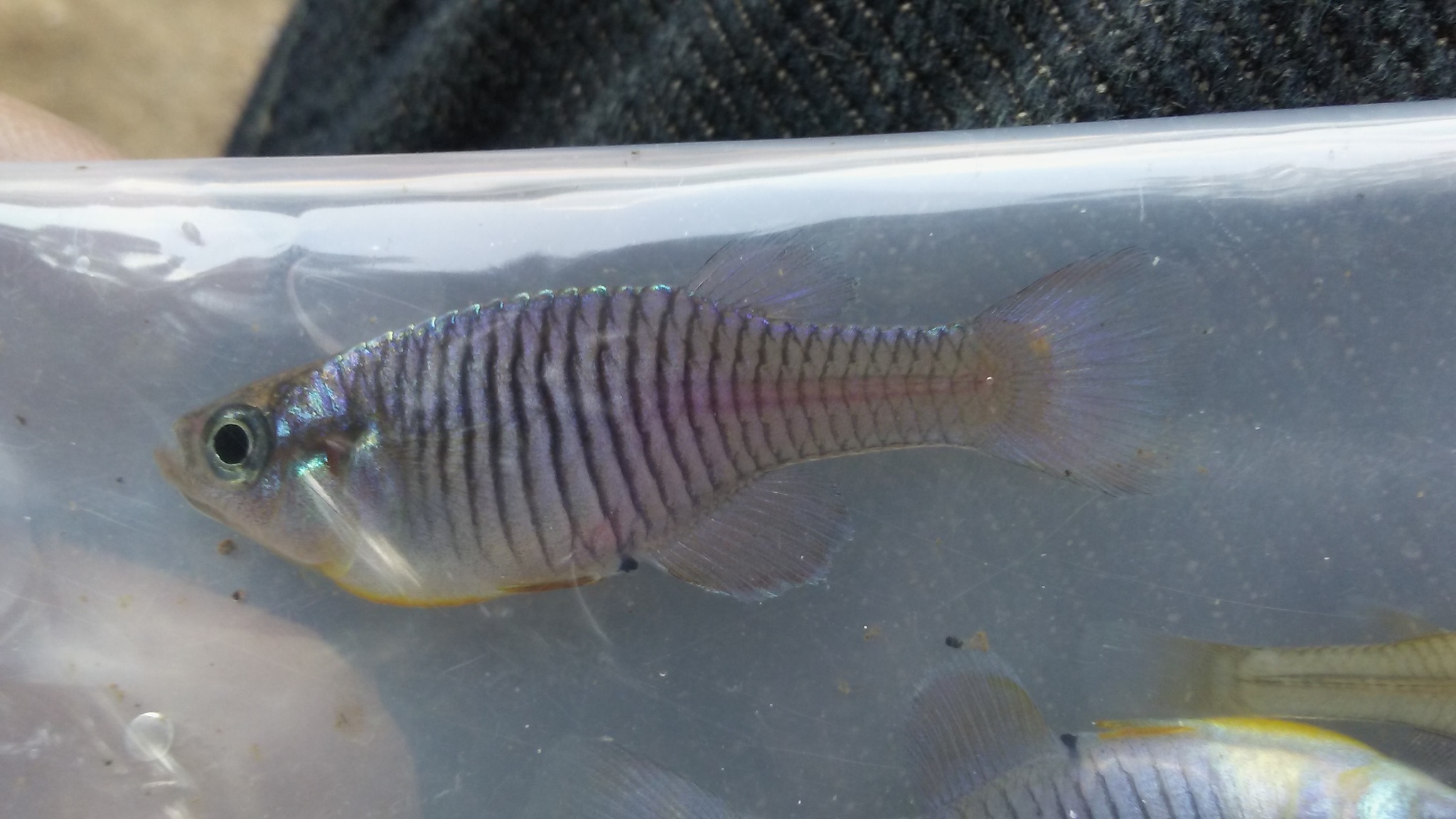 Hypsopanchax platysternus