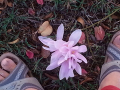 Colchicum hierosolymitanum