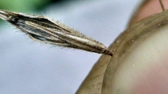 Bromus nottowayanus
