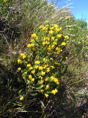 Aspalathus excelsa