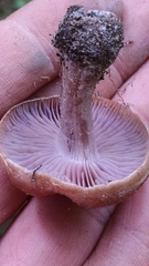 Inocybe pusio