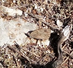 Hipparchia statilinus