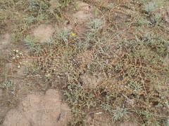 Mesembryanthemoideae