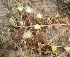 Mesembryanthemoideae