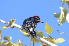 Sphyrapicus ruber × nuchalis