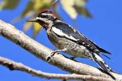 Sphyrapicus ruber × nuchalis