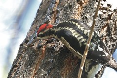 Sphyrapicus ruber × nuchalis