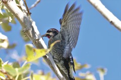 Sphyrapicus ruber × nuchalis