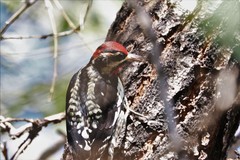 Sphyrapicus ruber × nuchalis