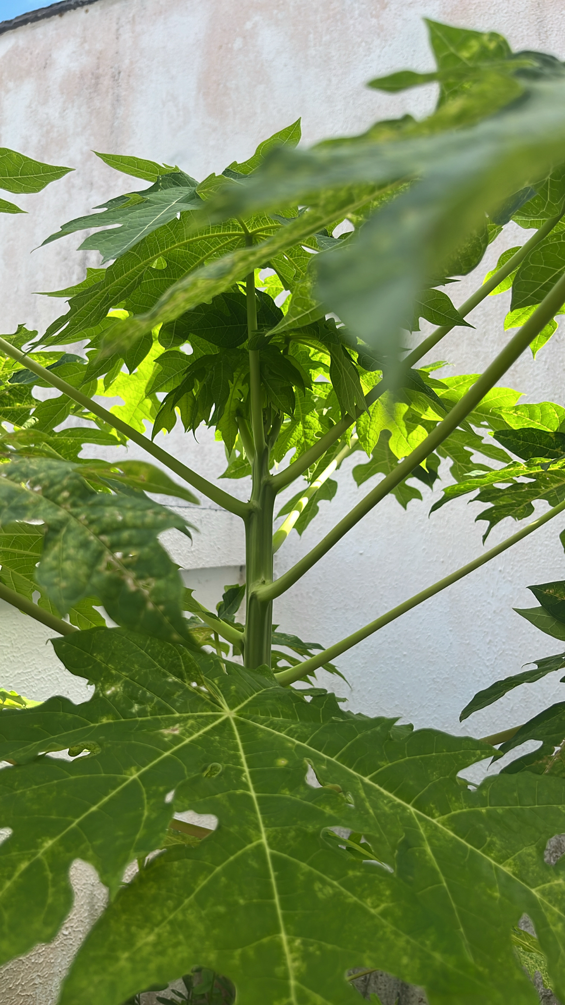 Carica papaya