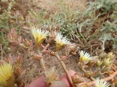 Mesembryanthemoideae