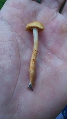 Cortinarius lewisii