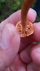Cortinarius lewisii
