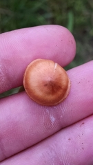 Cortinarius lewisii