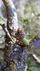 Disholcaspis eldoradensis