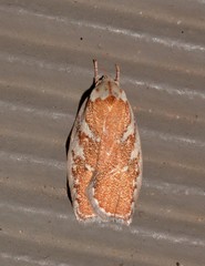 Euchaetis rhizobola