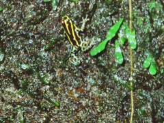 Ranitomeya variabilis