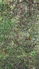 Ranitomeya variabilis