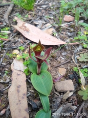 Chiloglottis valida