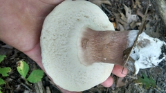 Tylopilus badiceps